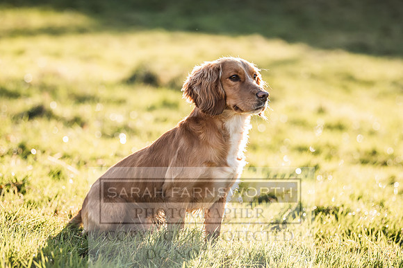 Avonmeadow Stud Dogs-53