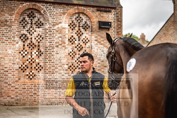 Goffs Yorton Sale 2022-105