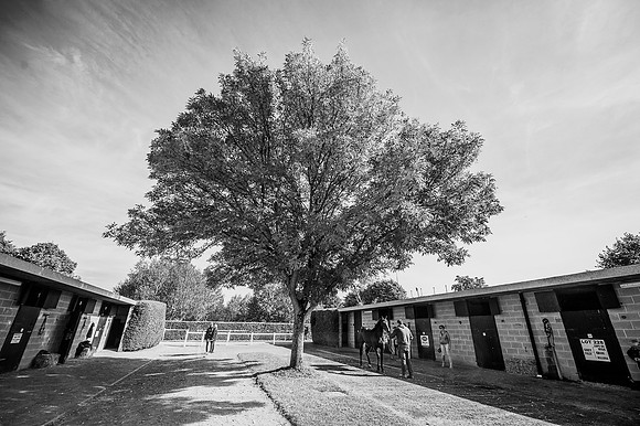 Goffs Orby 2015 -271 bw