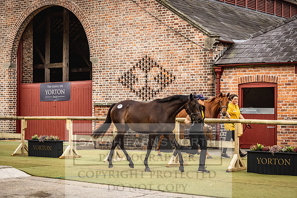Goffs Yorton Sale 2022-103