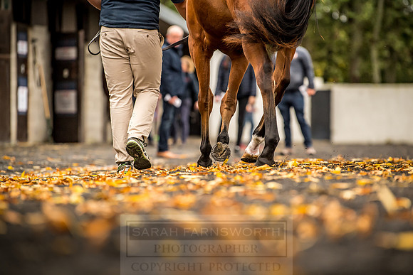 Goffs Orby 2018 Day 1-110