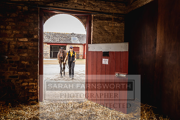 Goffs Yorton Sale 2022-113