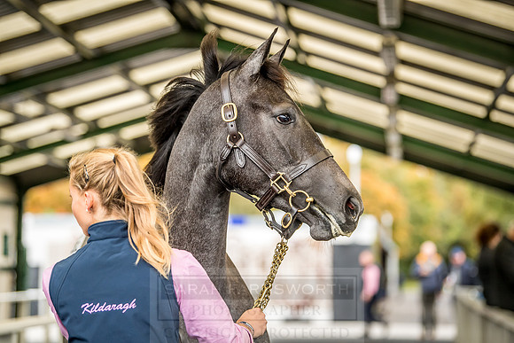 Goffs Orby 2018 Day 2-105