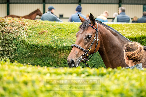 Goffs Orby 2018 Day 1-170