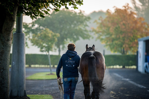 Goffs Orby 2015 -91