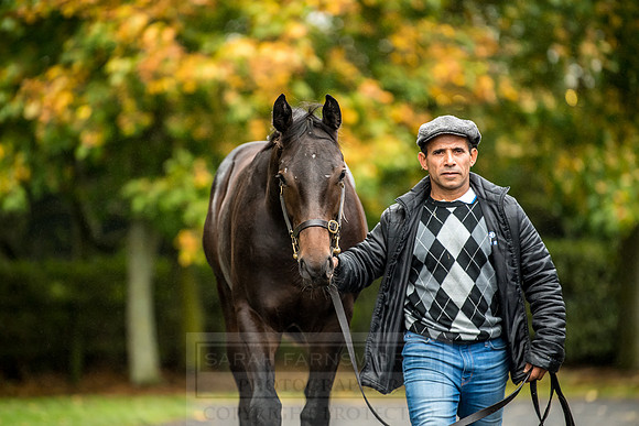 Goffs Orby 2018 Day 2-71