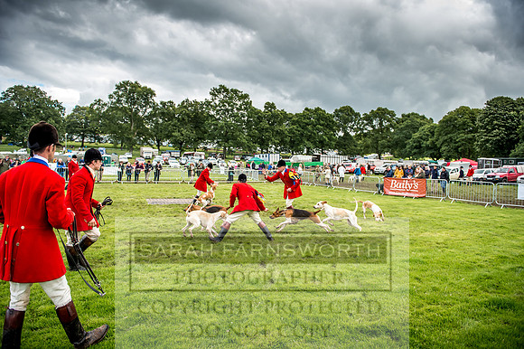 Lowther Hound Show 2017-86