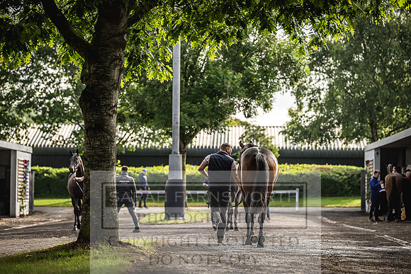 Goffs Land Rover Sale 2022-101