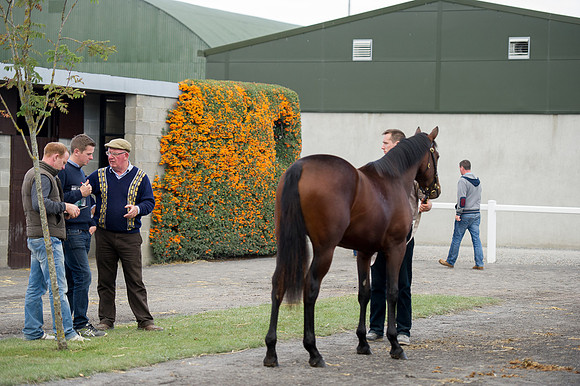 Goffs Orby14 CF11 059