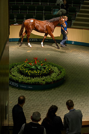 Goffs Orby14 CF5 376