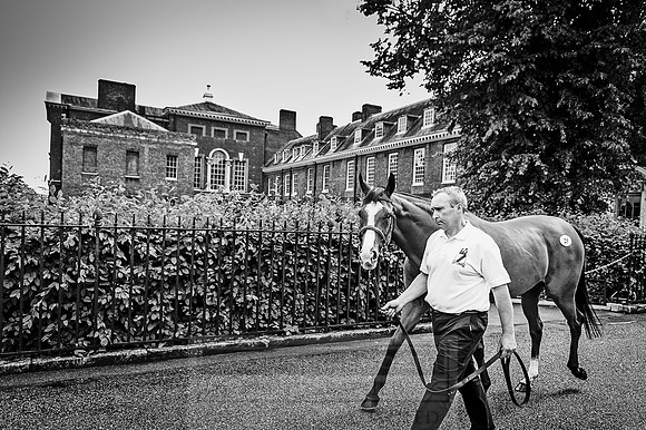 Goffs London Sale 2016-140
