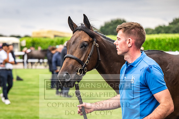 Goffs UK PY24-147