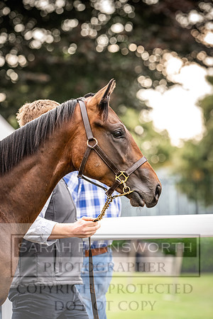 Goffs UK PY24-559