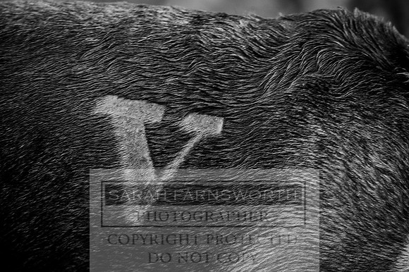 VC 101115-134 bw