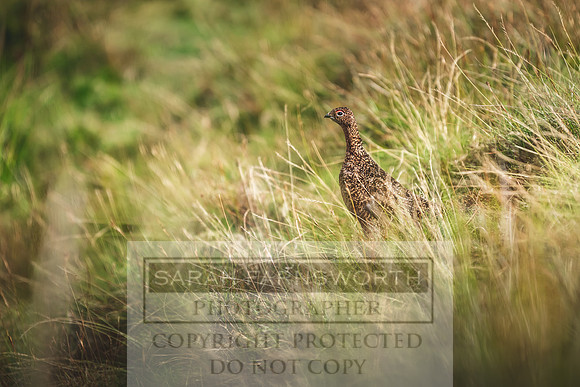 Red Grouse-2