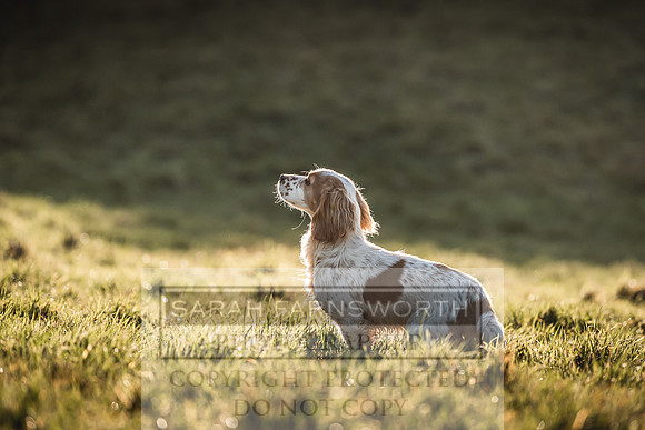Avonmeadow Stud Dogs-72