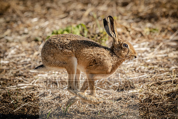 Running Hare-1