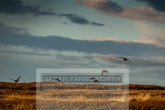 Grouse in Teesdale-60