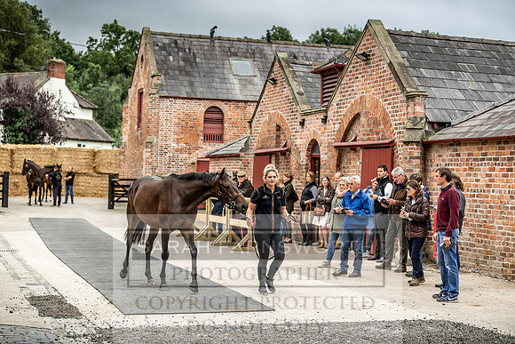 GUK Yorton Sale 2019-189