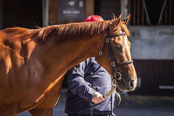 Goffs UK Breeze Up 2022-176