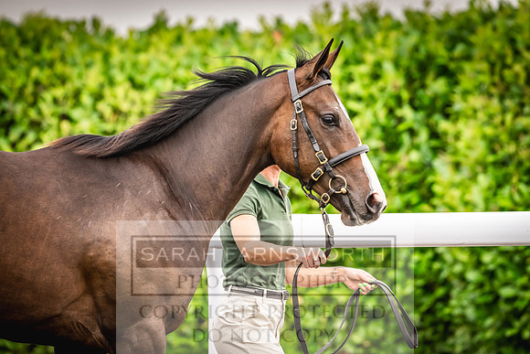Goffs UK PY24-554