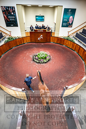 Goffs UK PY24-370