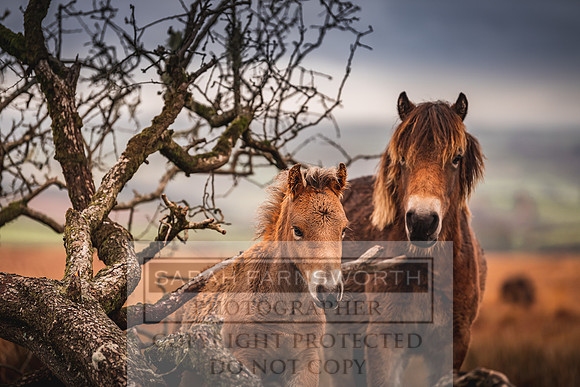 Exmoor Autumn 2020-45