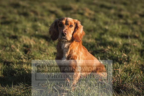 Avonmeadow Stud Dogs-27