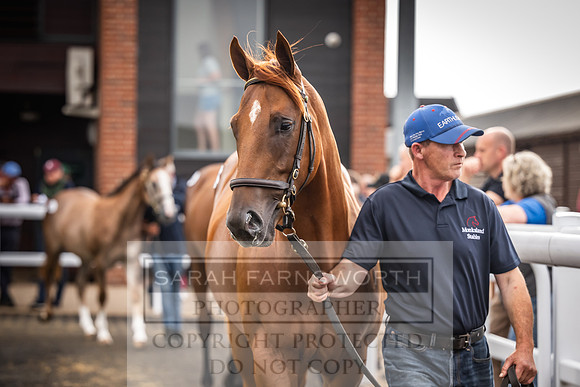 Goffs UK PY24-568