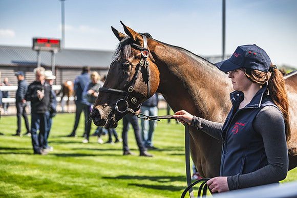 Goffs UK Breeze Up 2022-292