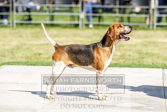Builth Hound Show 2019-43