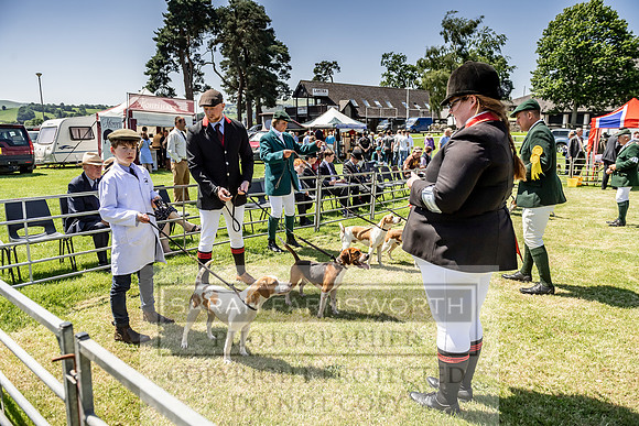 Builth Hound Show 2019-103