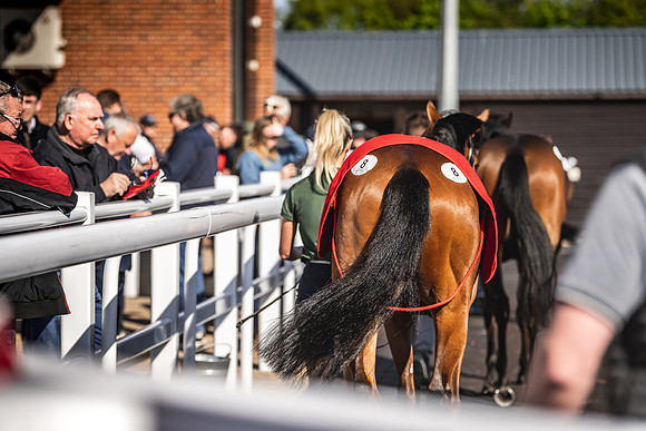 Goffs UK Breeze Up 2022-156
