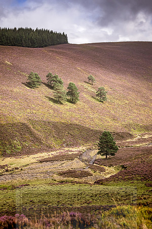 Cairngorms in summer-13