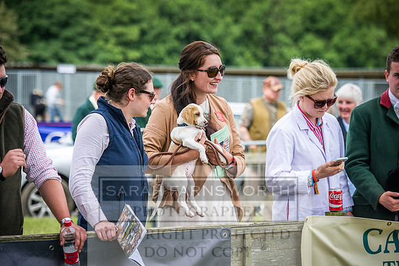 Ardingly Beagles 2016-20