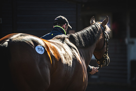 Goffs UK Breeze Up 2022-87