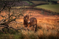 Exmoor Autumn 2020-15