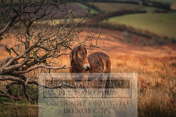 Exmoor Autumn 2020-15