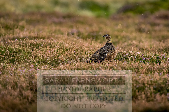 Grouse in Teesdale-28