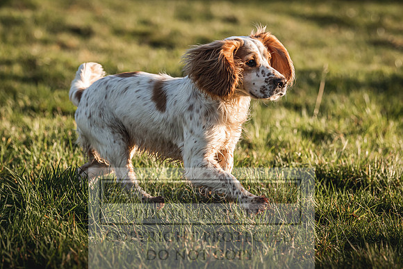 Avonmeadow Stud Dogs-90