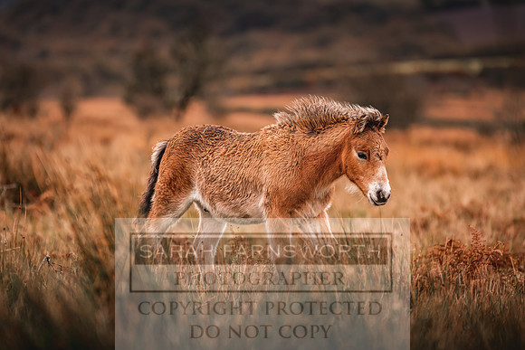 Exmoor Autumn 2020-37