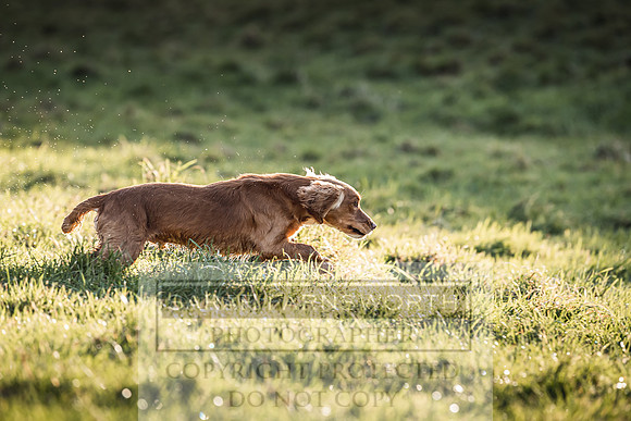 Avonmeadow Stud Dogs-75