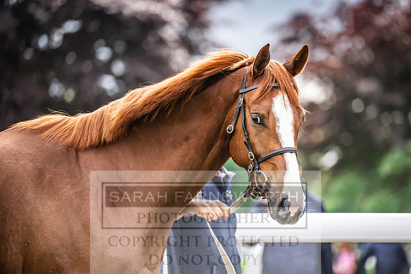 Goffs UK Spring Sale 2024-176