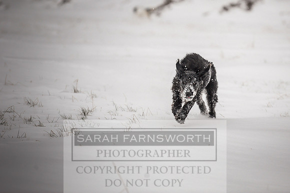 Snow day at Northwick-11