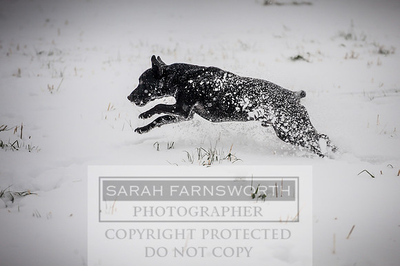 Snow day at Northwick-6