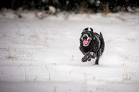 Snow day at Northwick-14