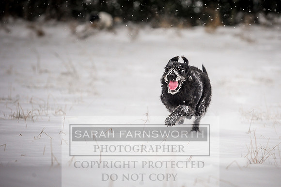 Snow day at Northwick-14
