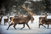 Snow day at Northwick-20