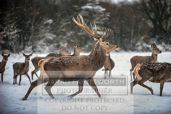 Snow day at Northwick-20