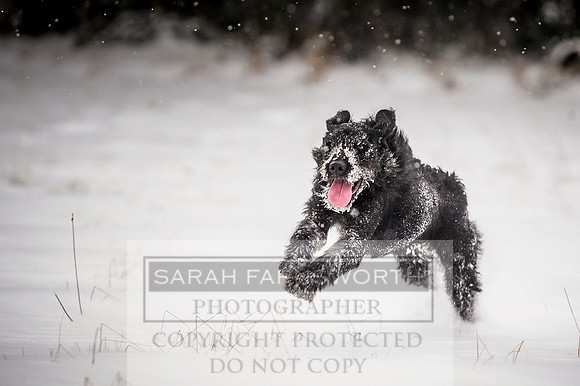 Snow day at Northwick-15